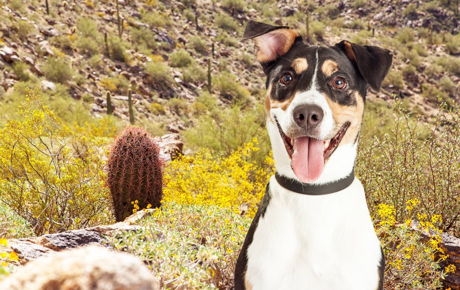 Dog at the desert