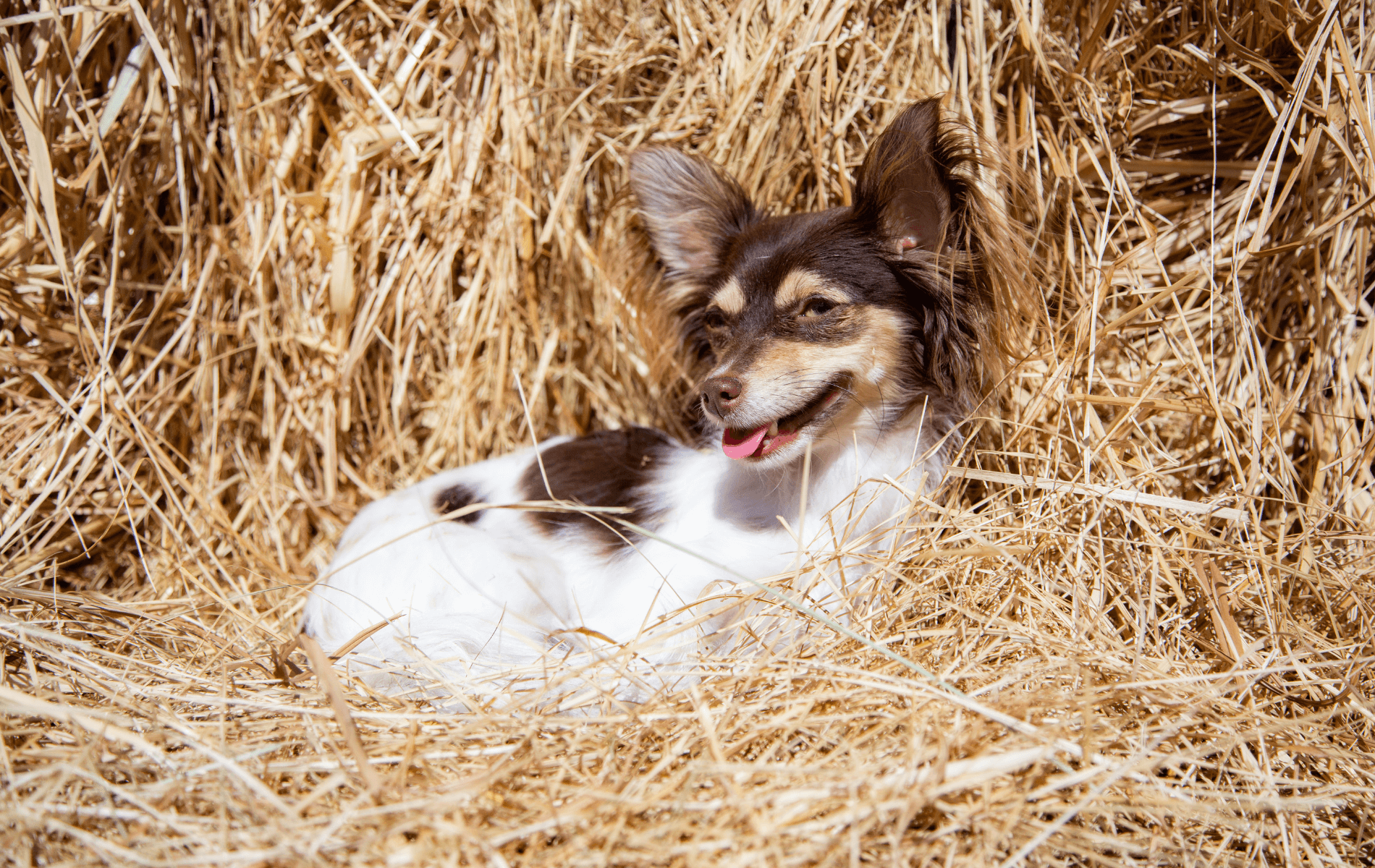 dog in hay