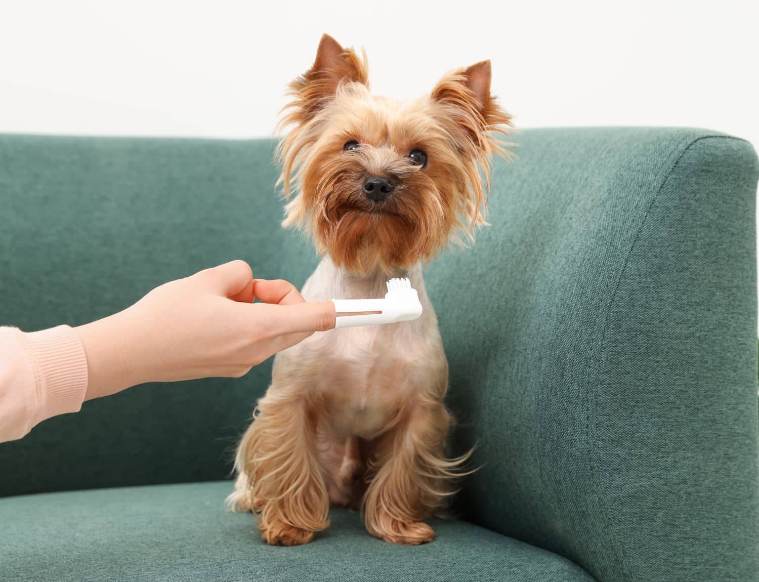 A dog on a couch has its teeth brushed by a person