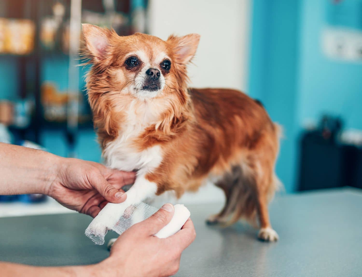 A little dog with its paw in a bandage
